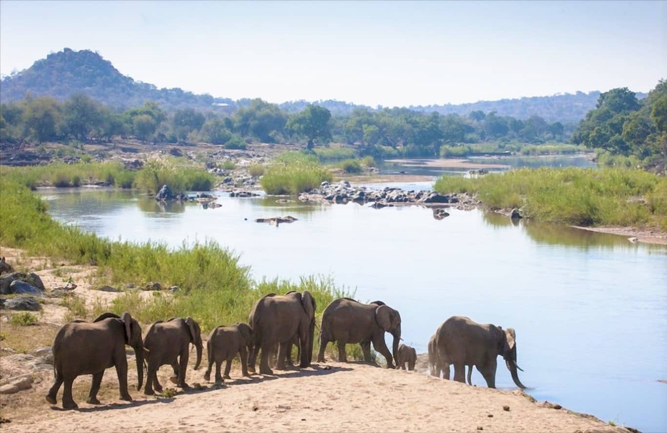Elephants on Olifants river at Grietjie, Balule