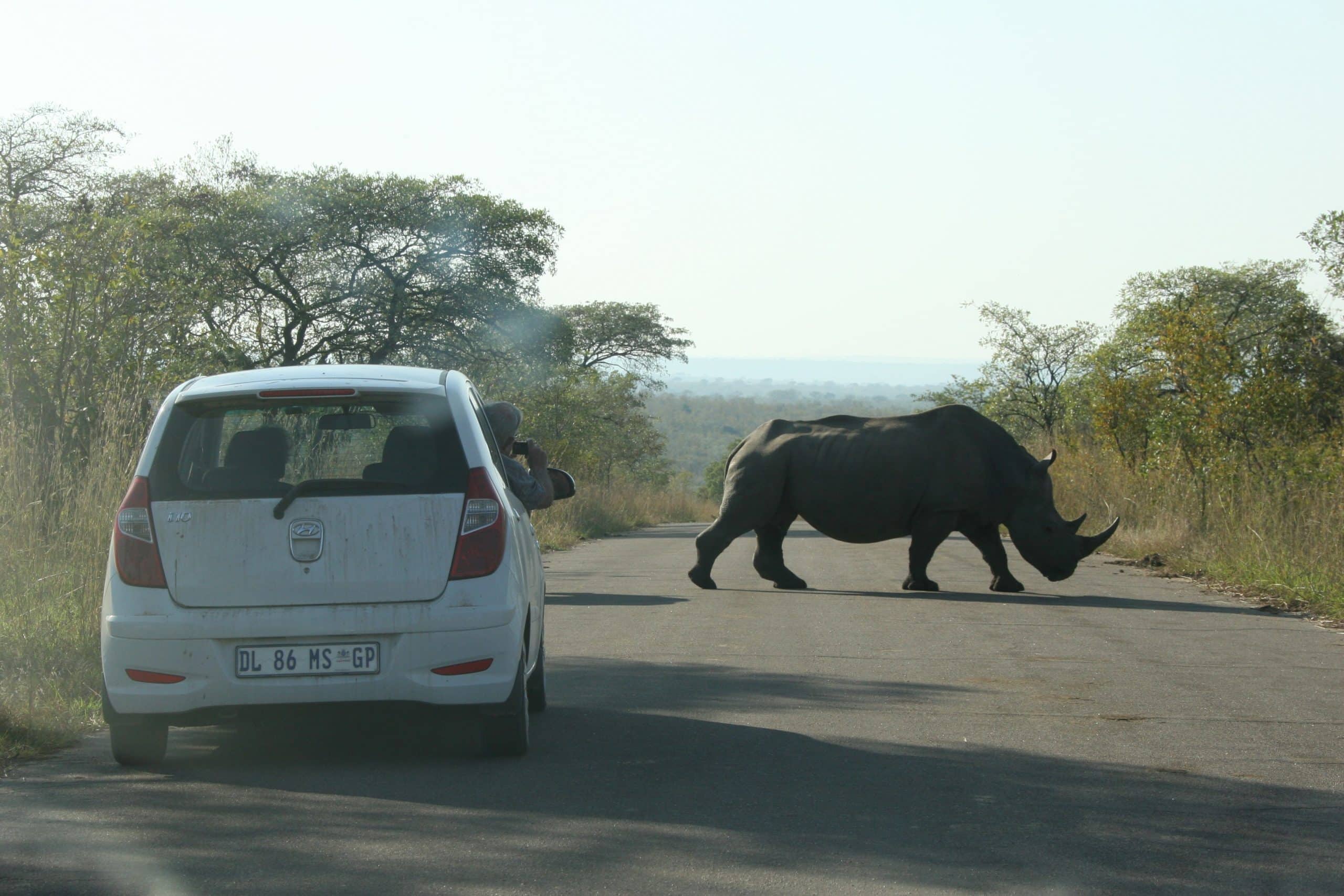 Rhino the the road