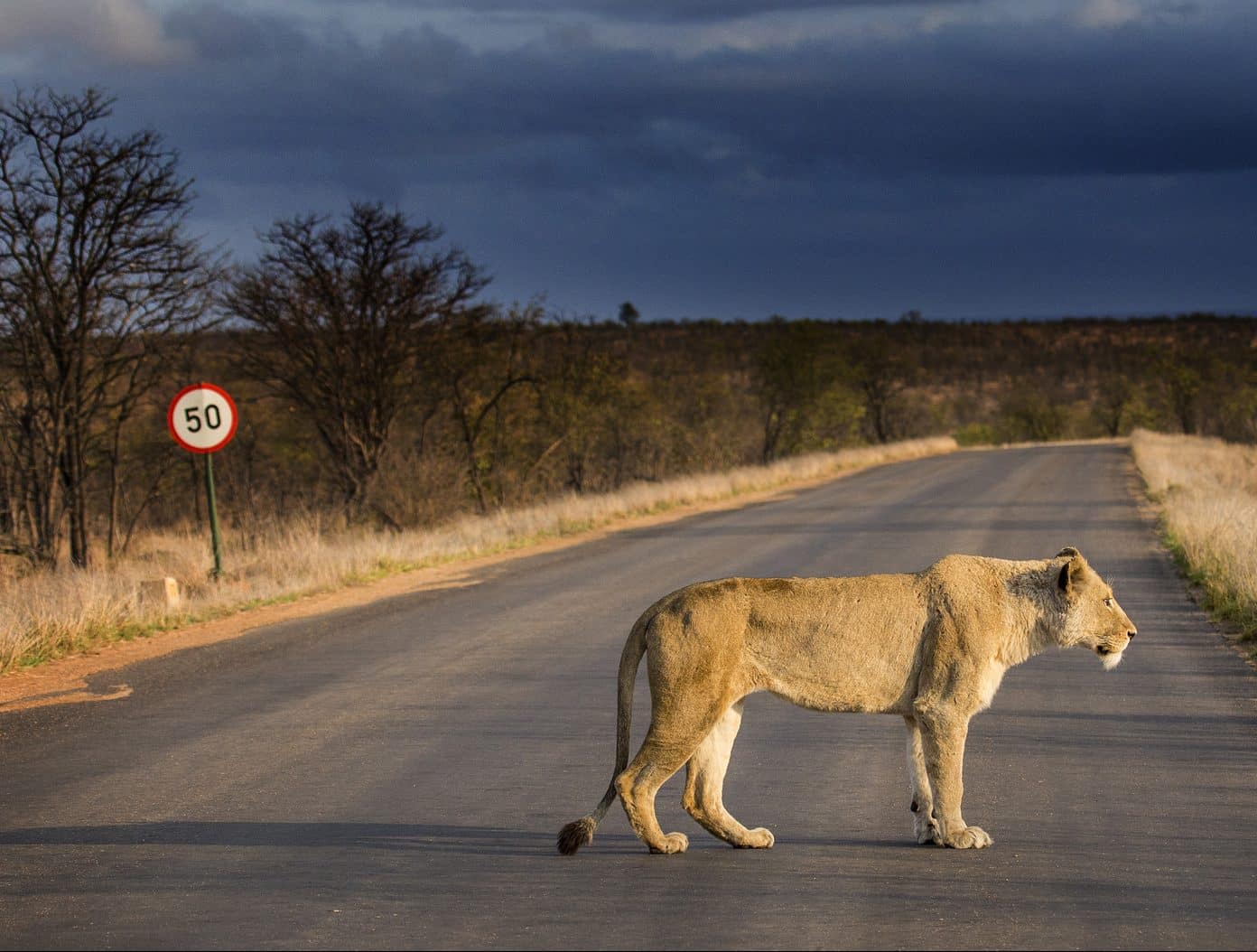 Lion on tar road