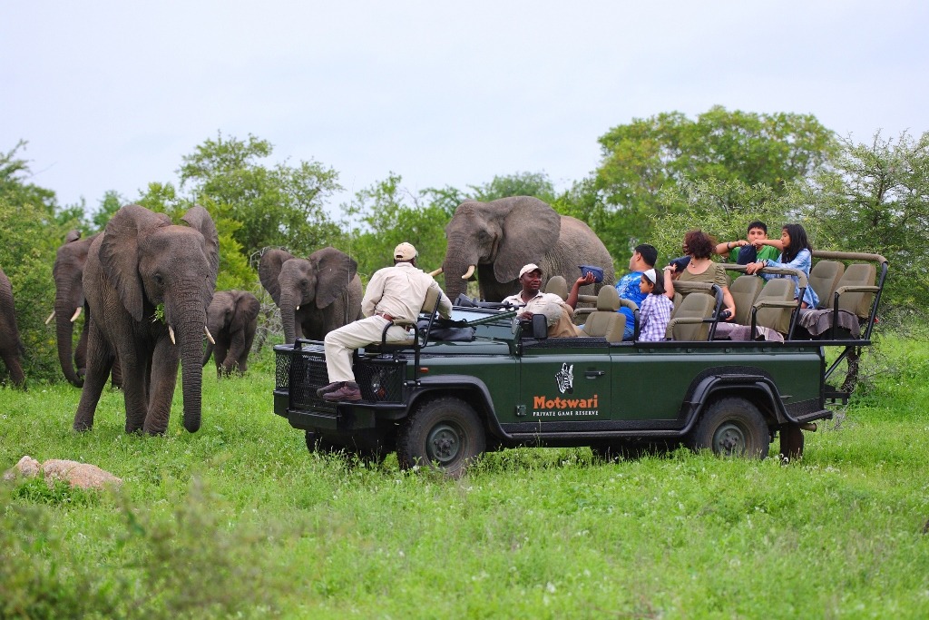 Elephant on drive at Motswari