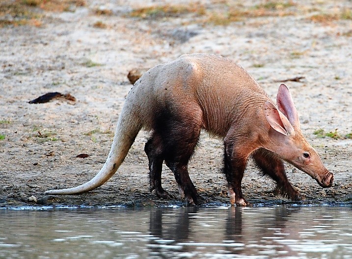 Aardvark at Motswari