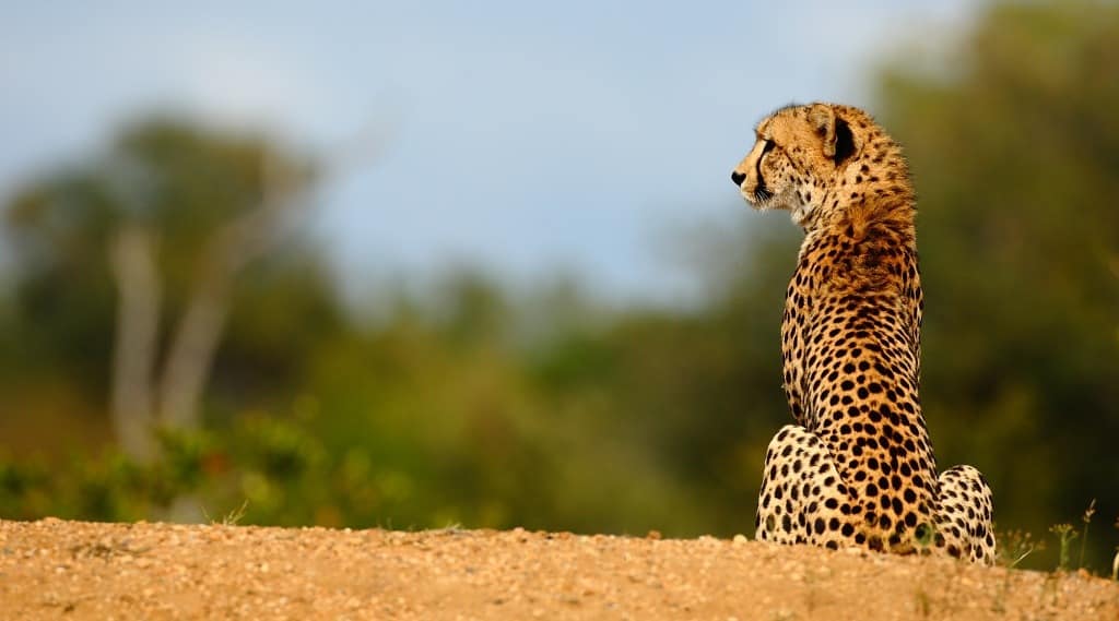 Cheetah at Motswari