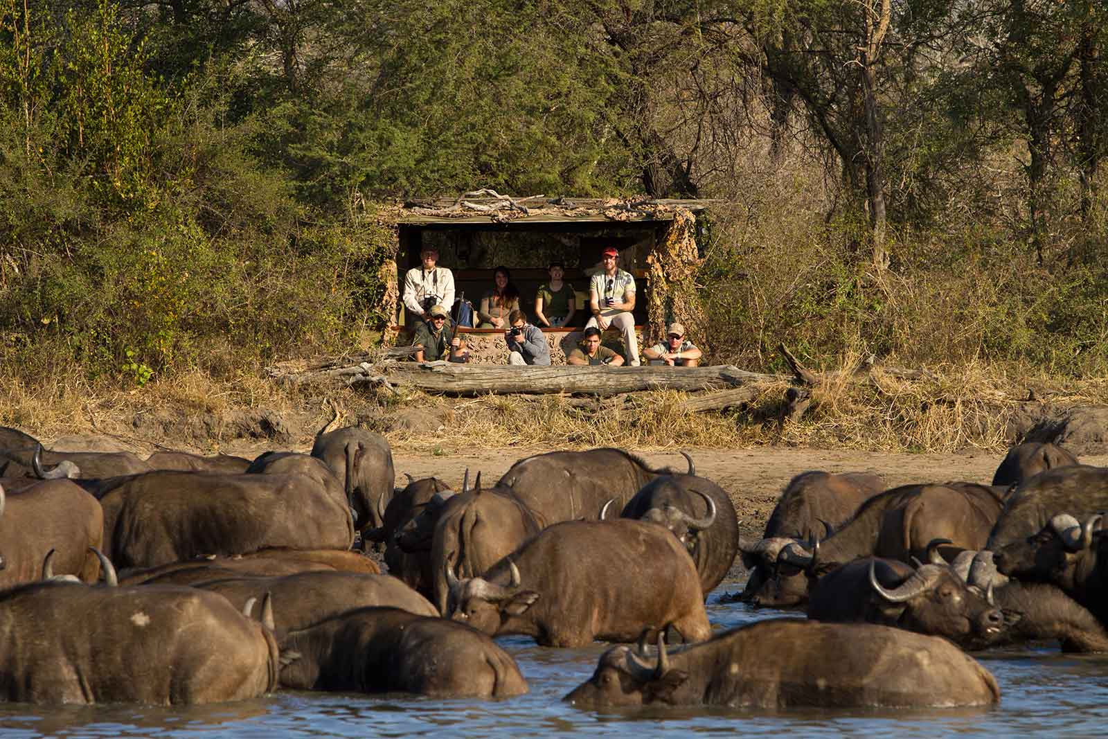 Buffalo herd from a waterhole hide at Africa on Foot