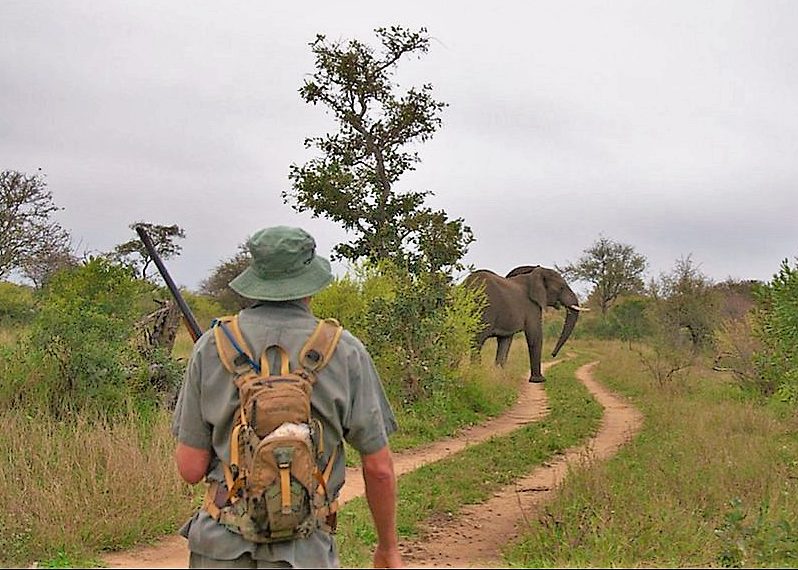 Elephant on foor at Bateleur Mobile Safaris