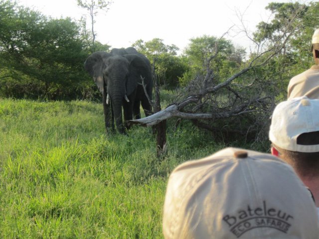 Elephant on foot at Bateleur, Timbavati