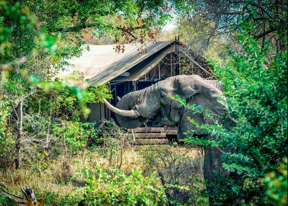 Bull elephant in front of Honeyguide tent