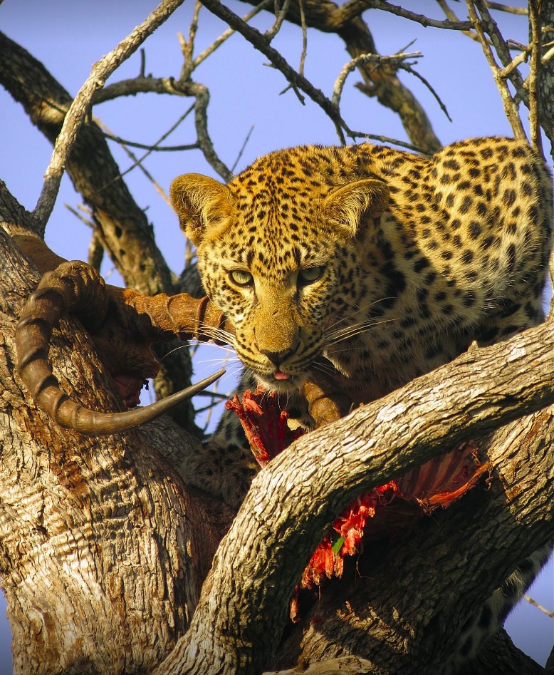 Leopard at Honeyguide Tented Camps
