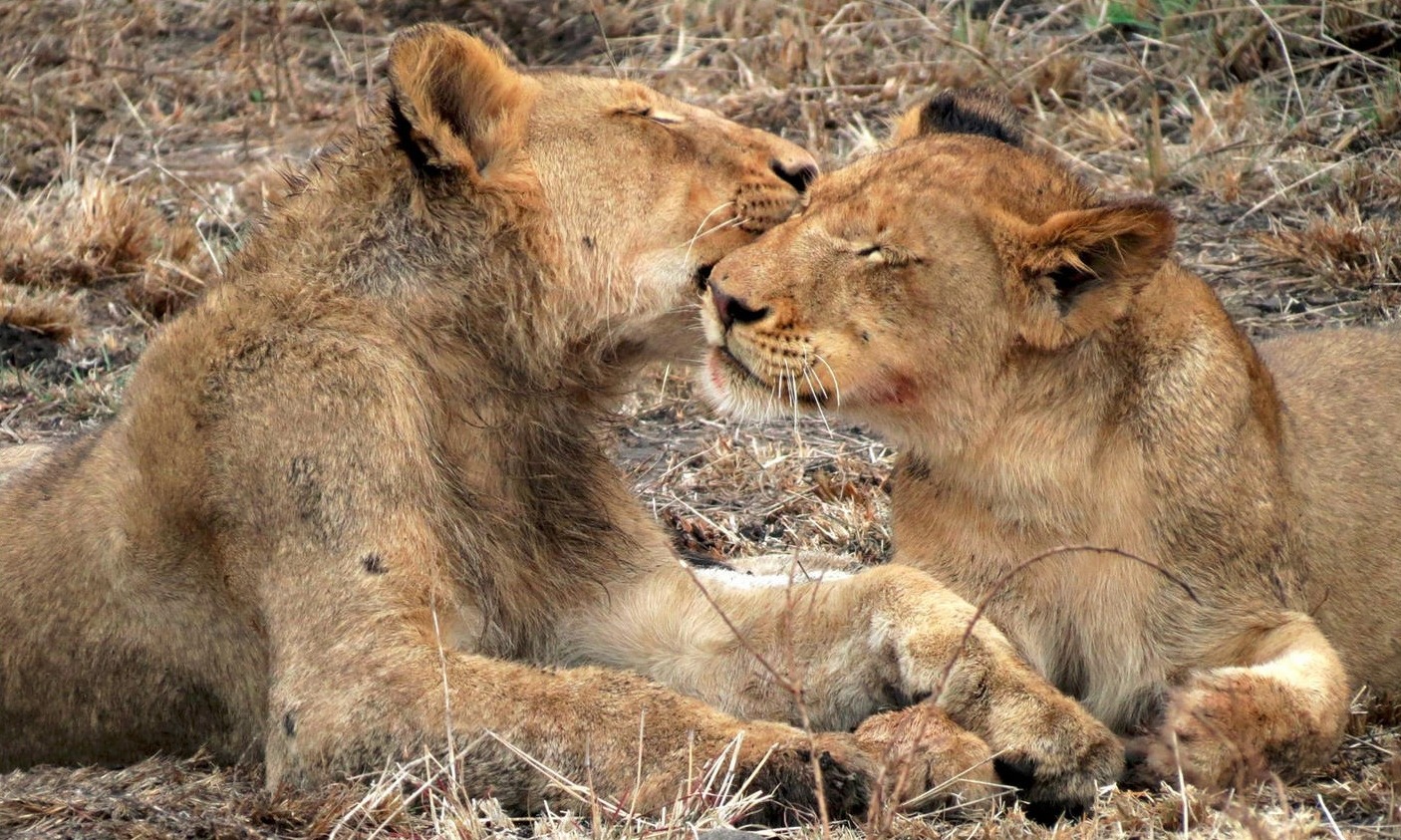 Lions at Mantobeni