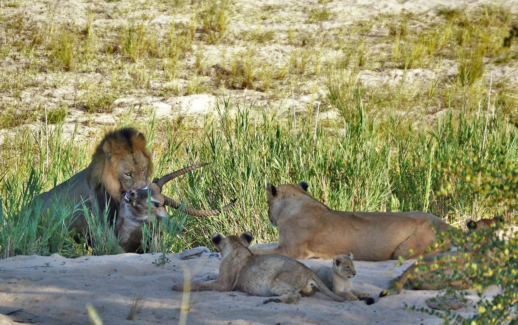 Klaserie river pride male lion on waterbuck kill, nDzuti