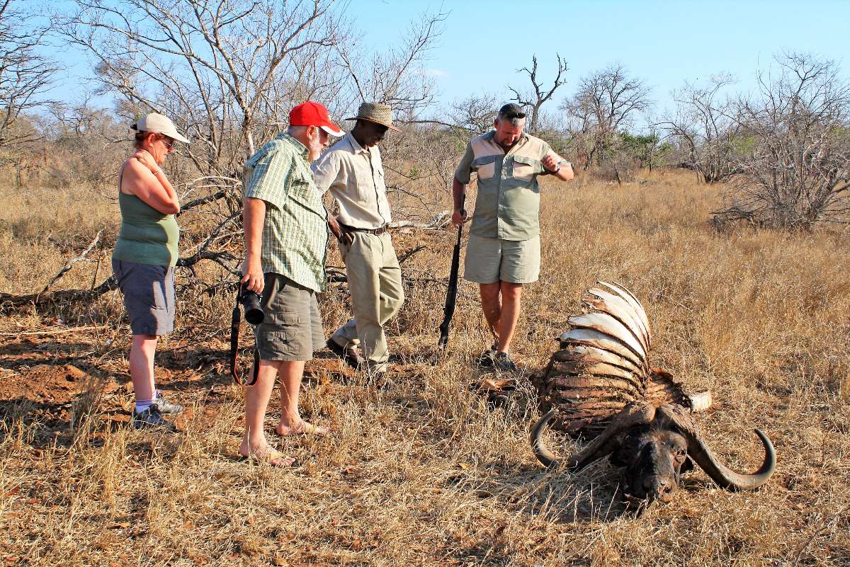 Inspecting a buffalo carcass on foot at Shindzela