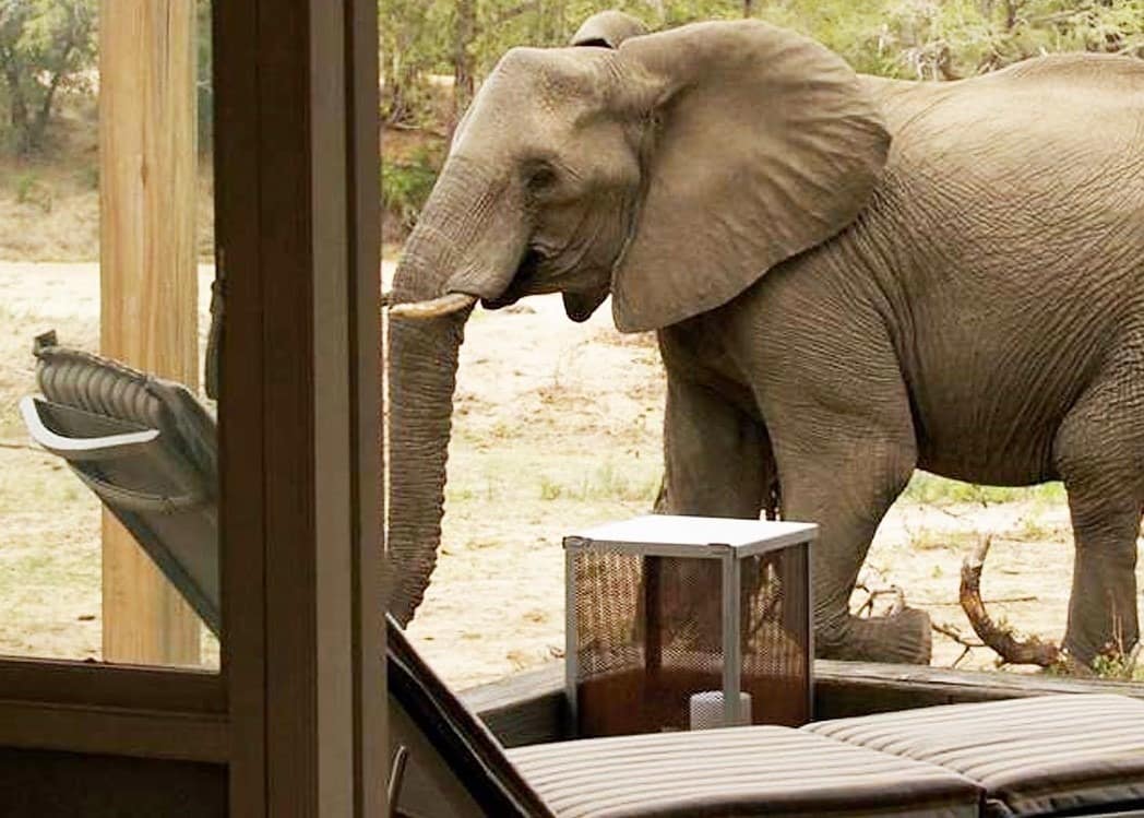Elephant outside SImbavati River Lodge suite
