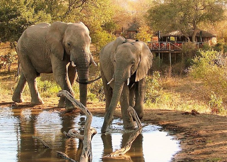 Elephant drinking at Umlani