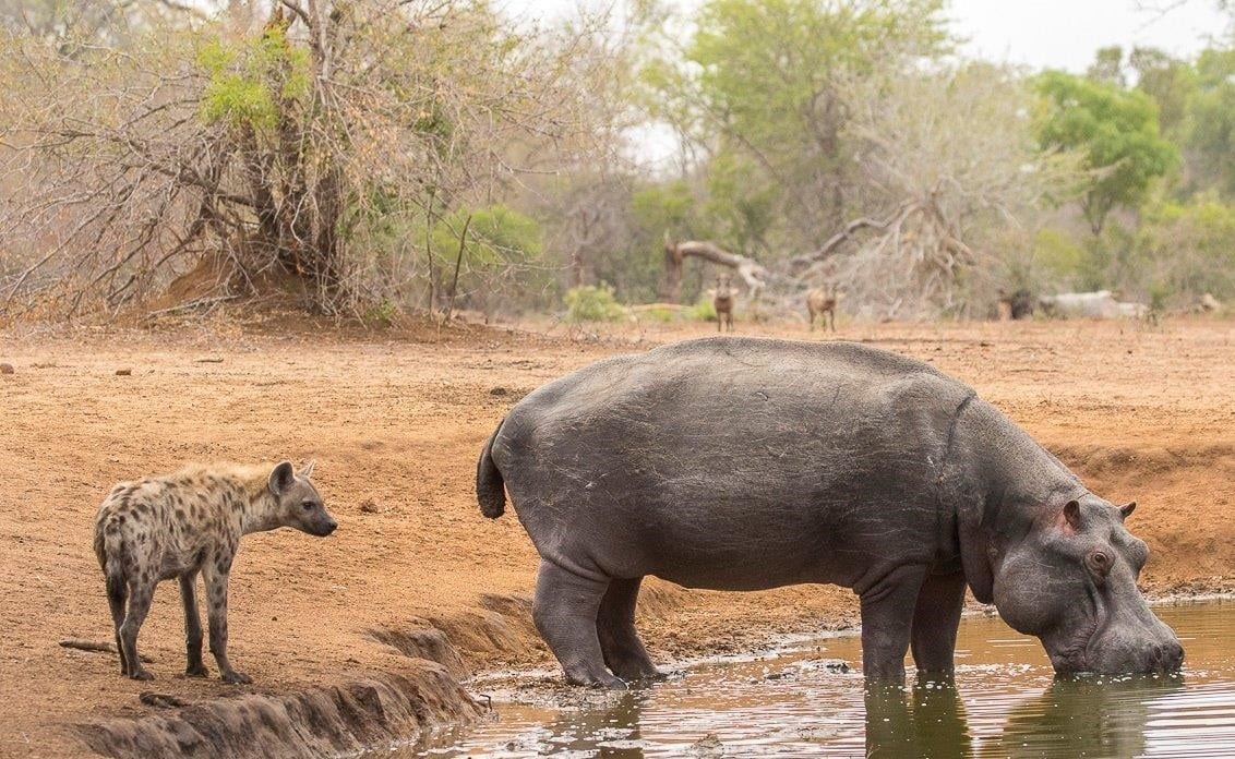 Hippo and Hyena at Sabi Sabi, Kyle Starutmann