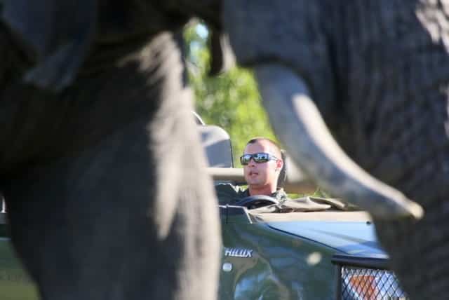 Elephant on drive, Nkorho