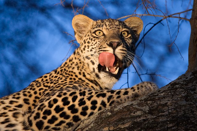 Leopard at dusk, Nkorho
