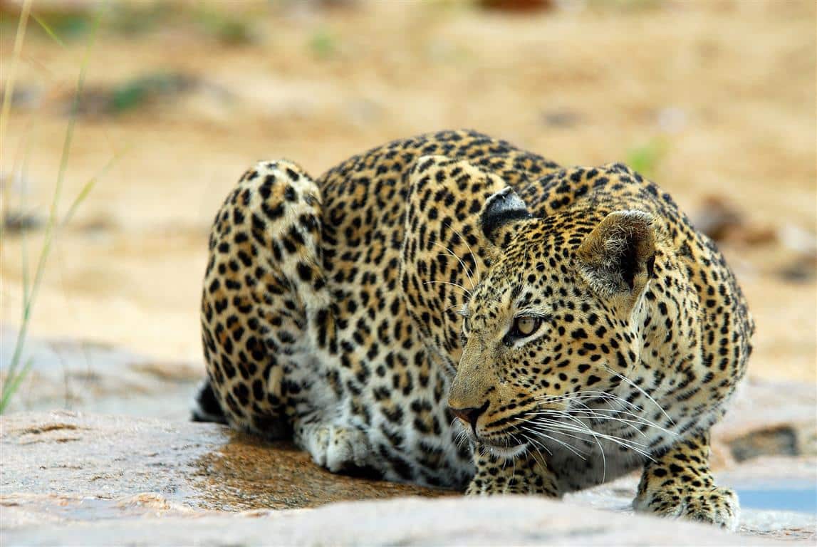 Leopard on drive at Ulusaba