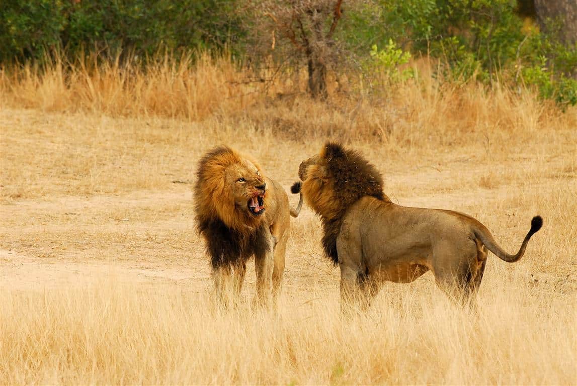 Lion greeting at Ulusaba