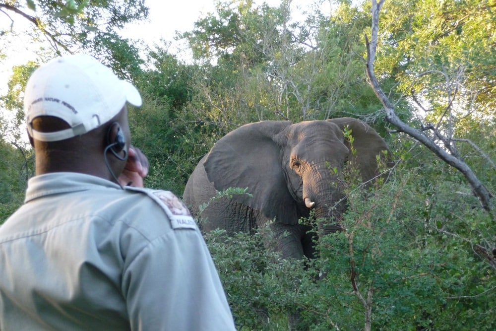 Elephant on drive at Balule's Naledi