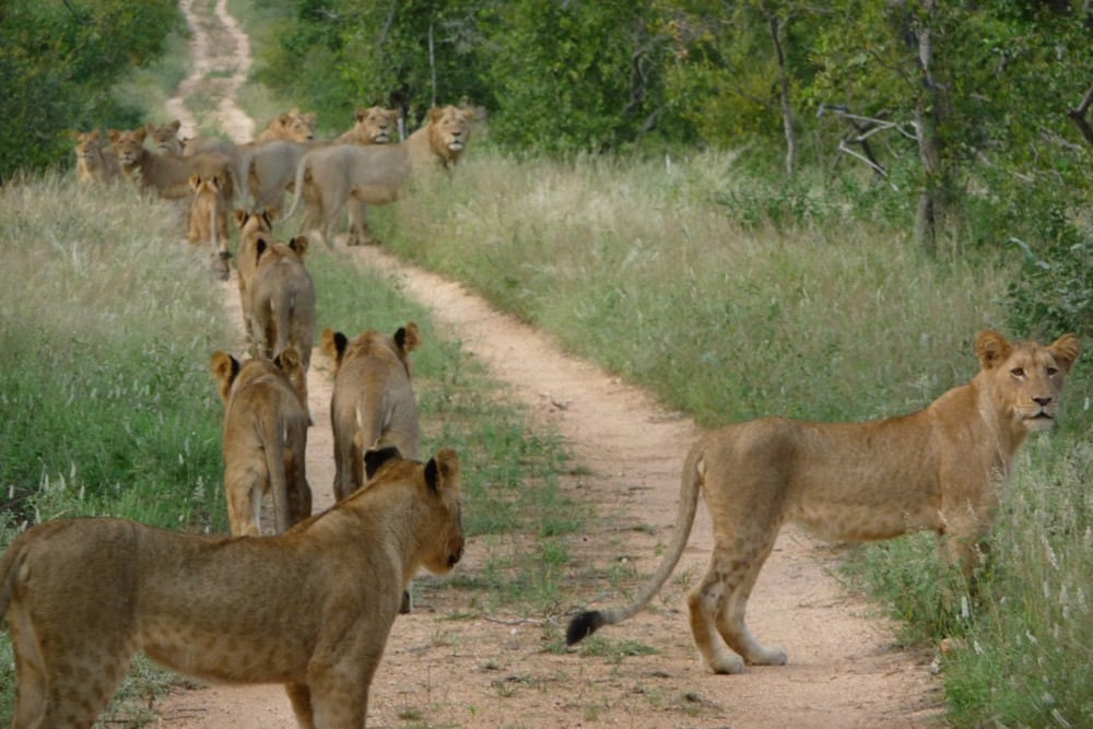 Lion pride at Naledi