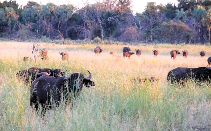 Buffalo on the Makulele plains