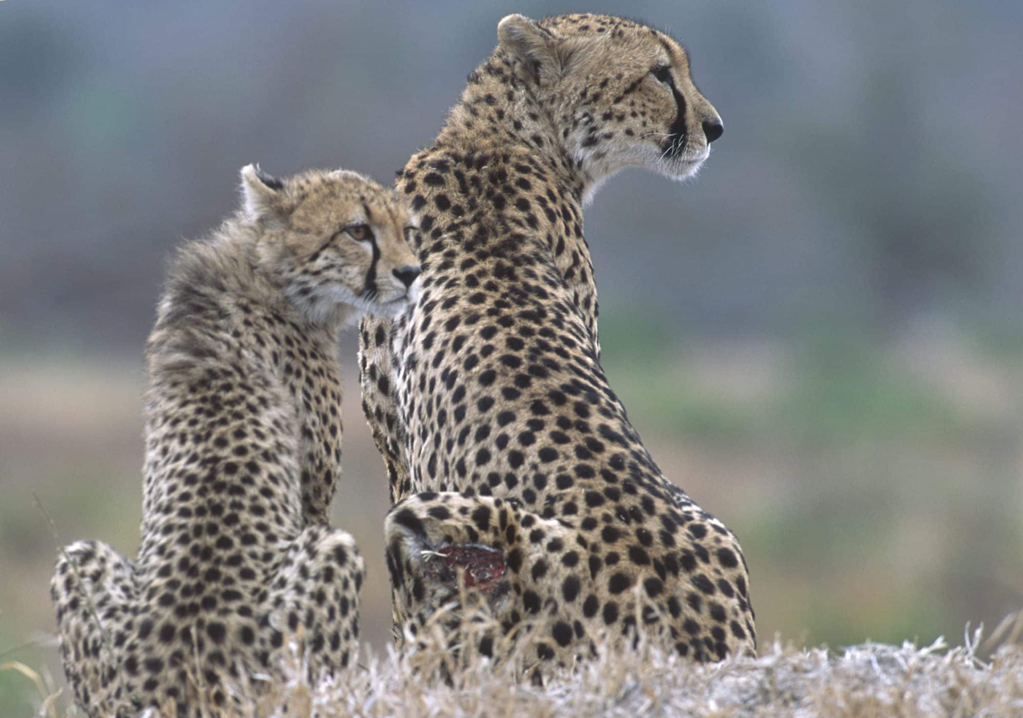 Cheetah lookout at Sabi Sabi