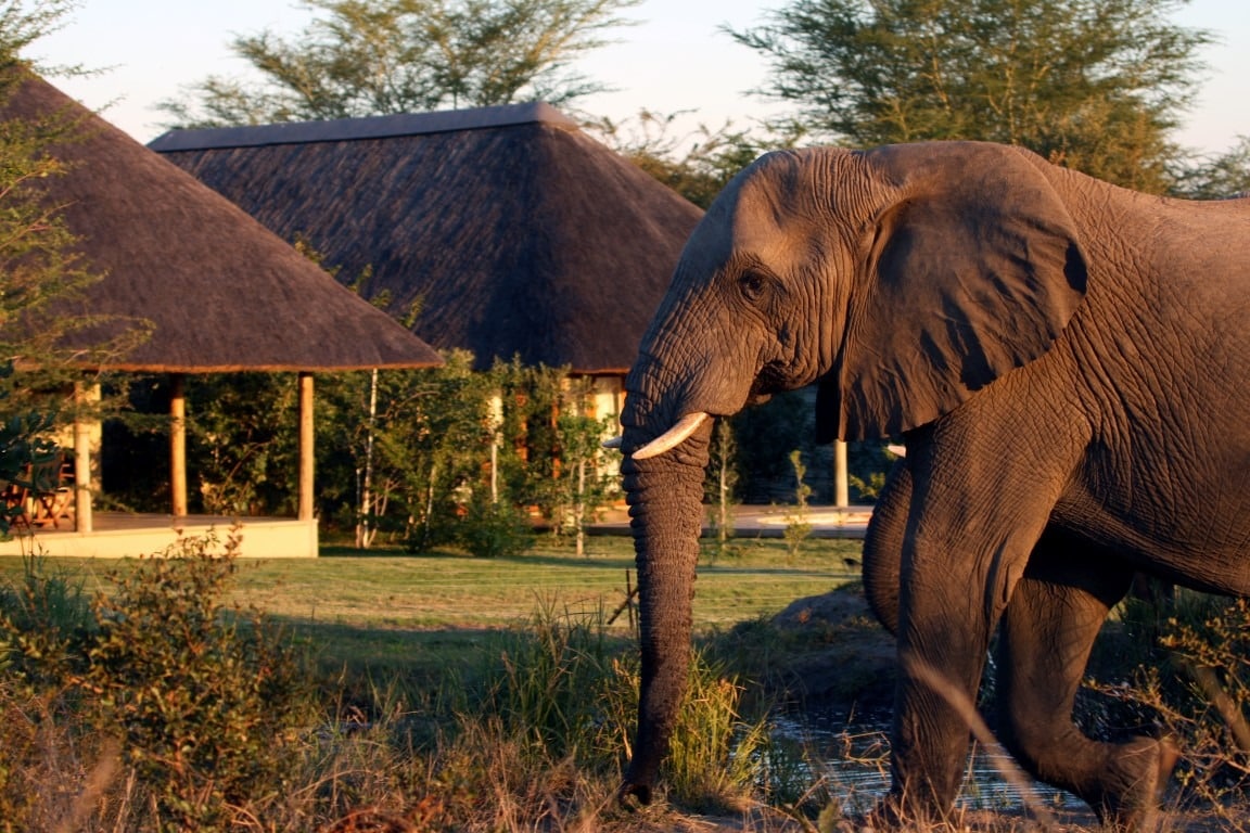 Elephant at Savanna lodge
