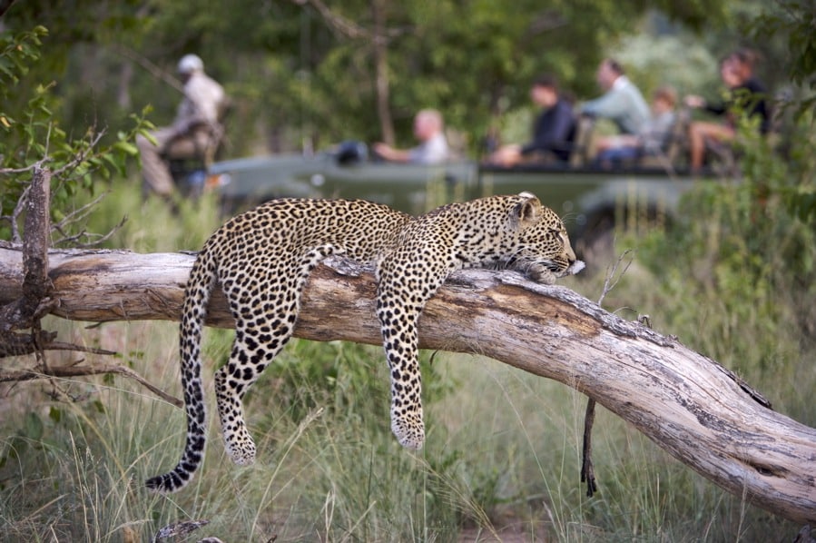 Leopard on drive at Elephant Plains