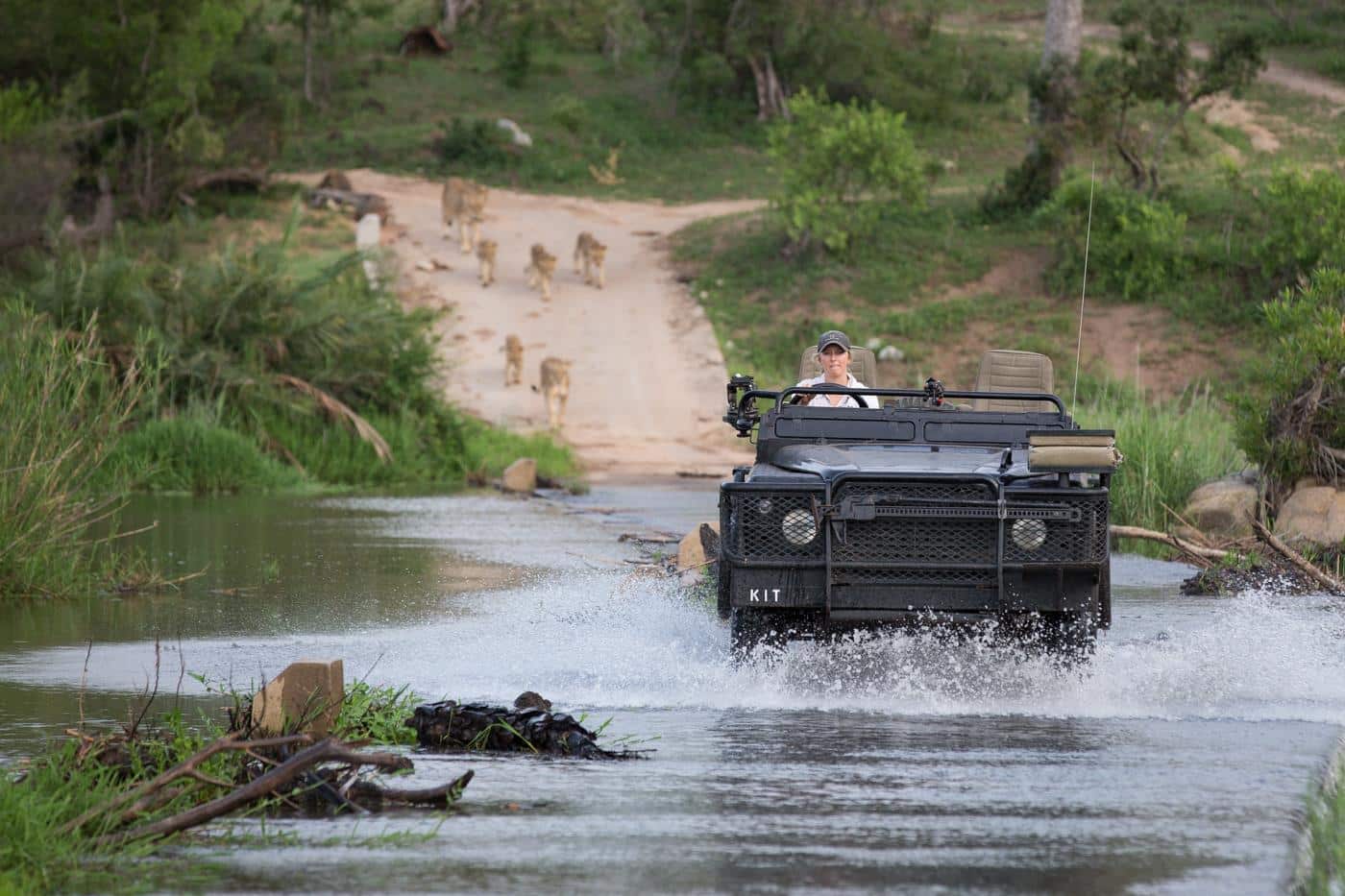 River crossing with Londolozi lions