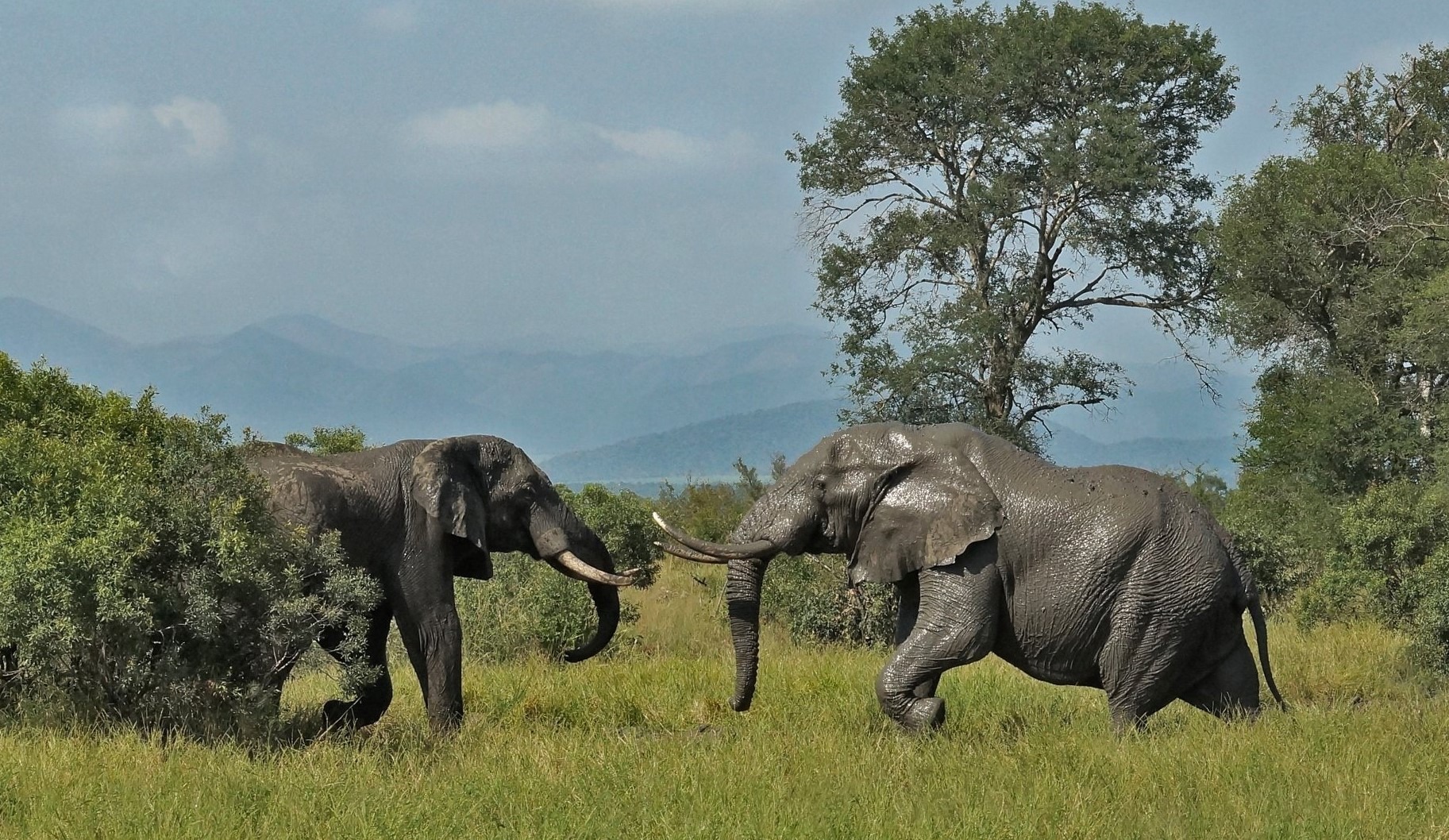 Elephants in front of Lebombo mountains at Lukimbi