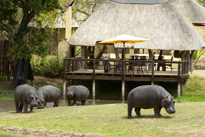 Hippo hrazing on lawn at Arathusa