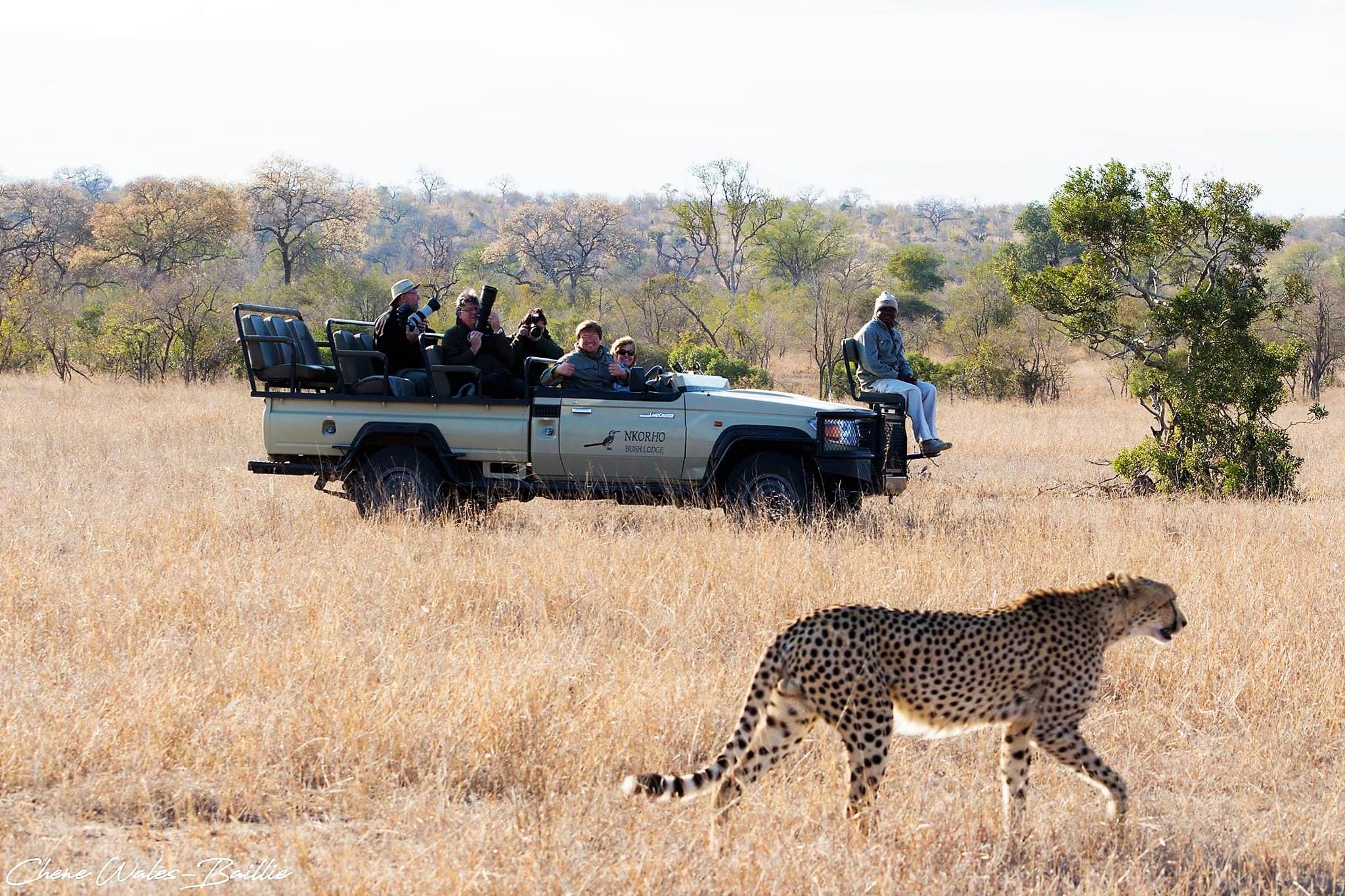 Cheetah on drive at Nkorho