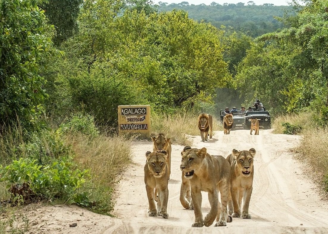 Lion pride on Djuma road