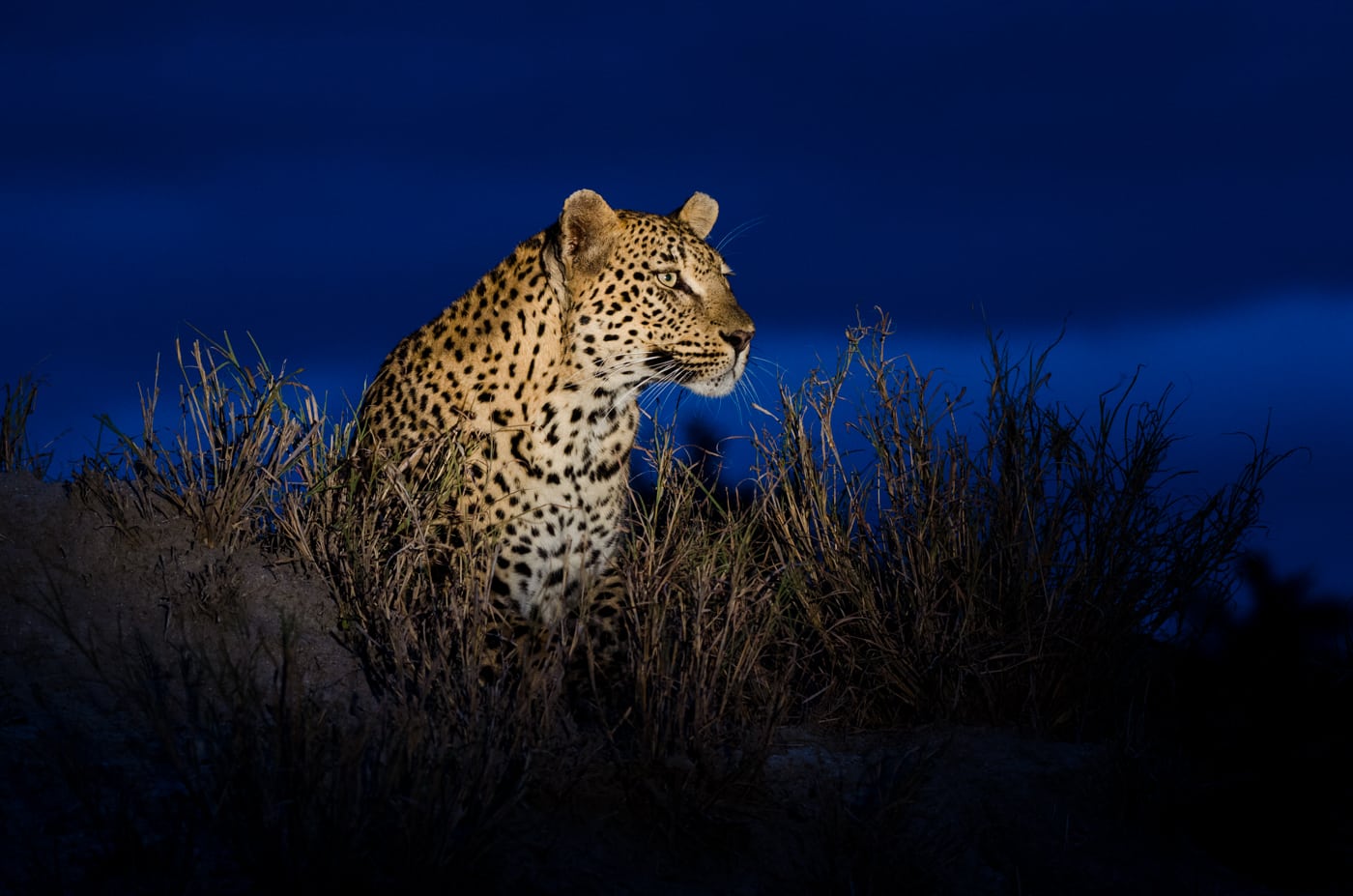 Leopard at Londolozi Founders Camp