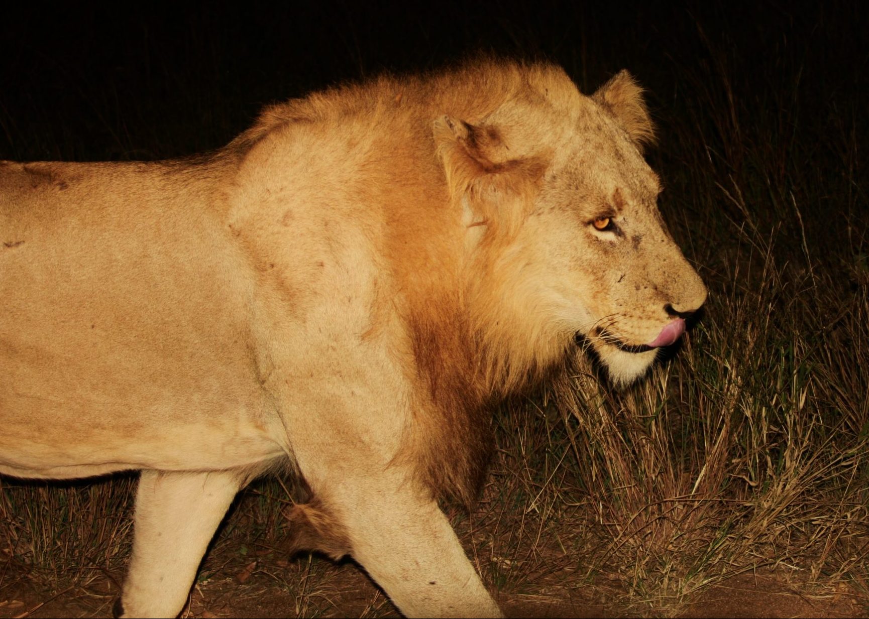 Lion on Kruger road at night, David Manttan