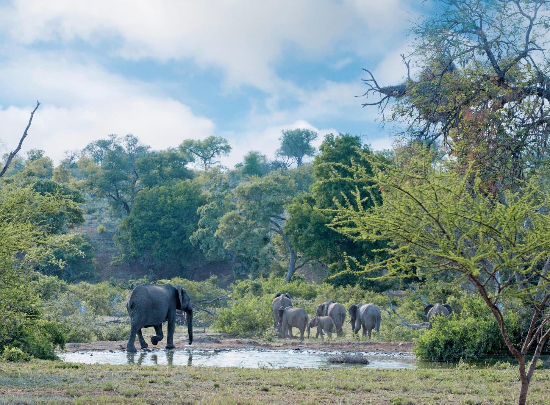 Kings Camp waterhole elephants
