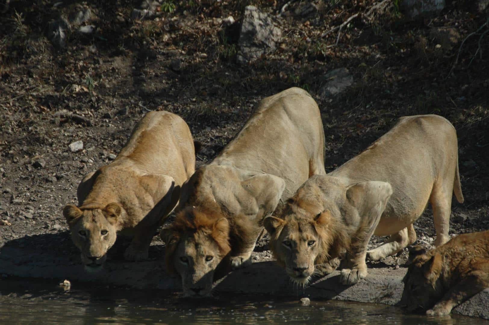 Lions drinking at Rhino Post waterhole