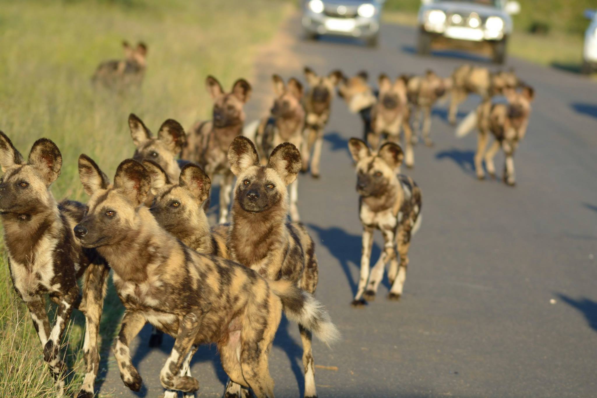 Wild dogs on Kruger tar road
