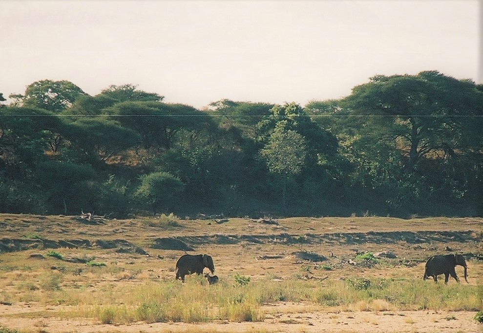 Elephants on Letaba camp plain