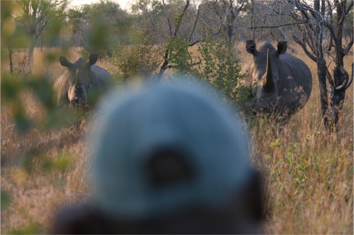 Rhinos on foot at Rhino Walking Safaris, David Manttan