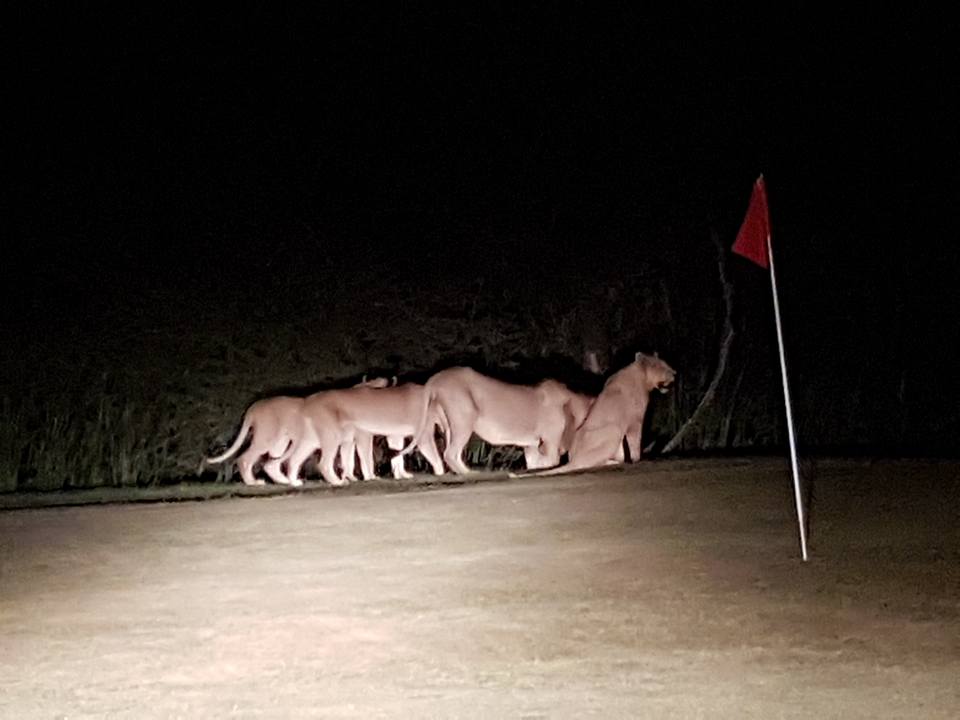 Skukuza golf course at night