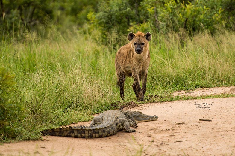 Hyena and crocodile at Leopard Hills