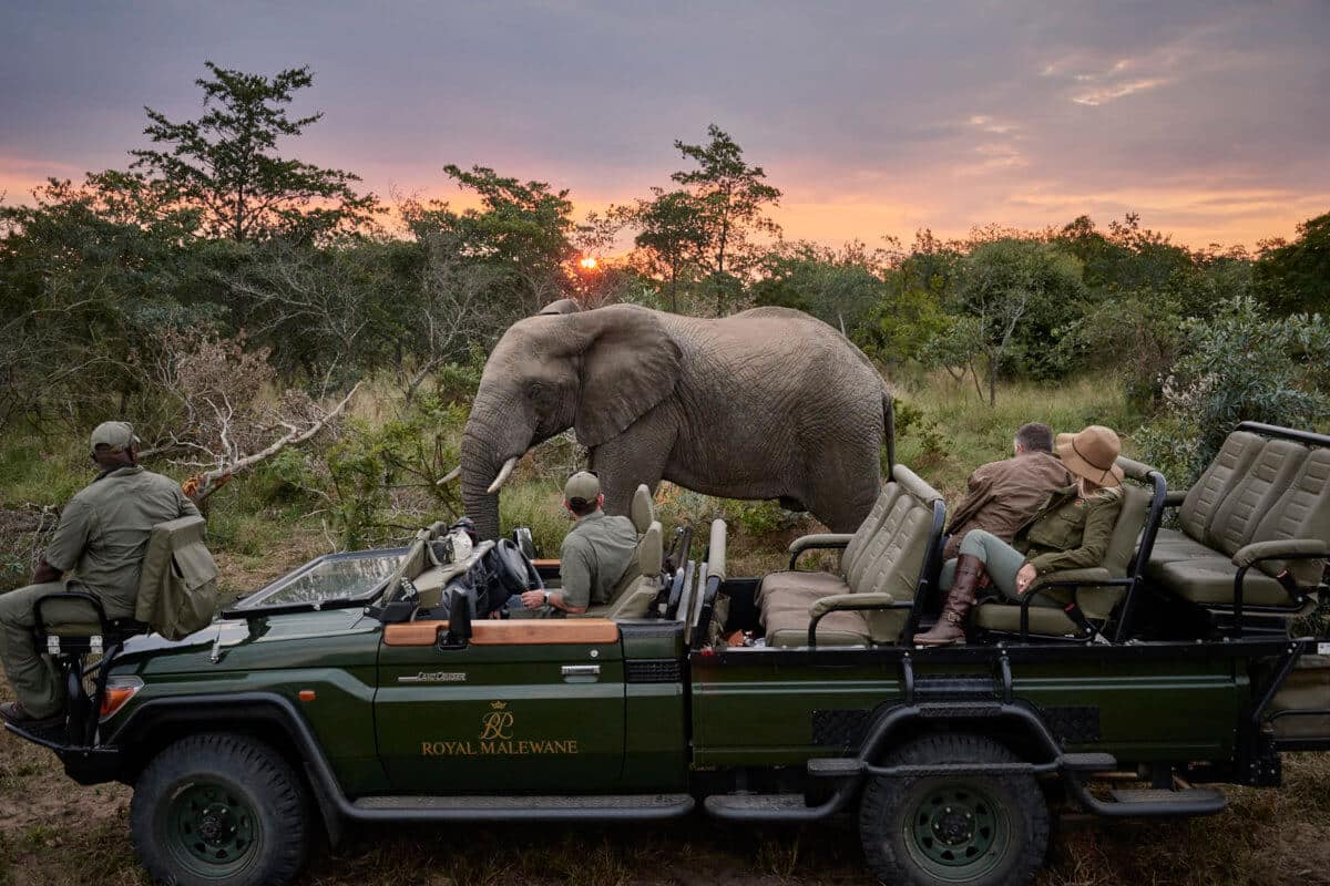 Elephant on drive at Royal Malewane