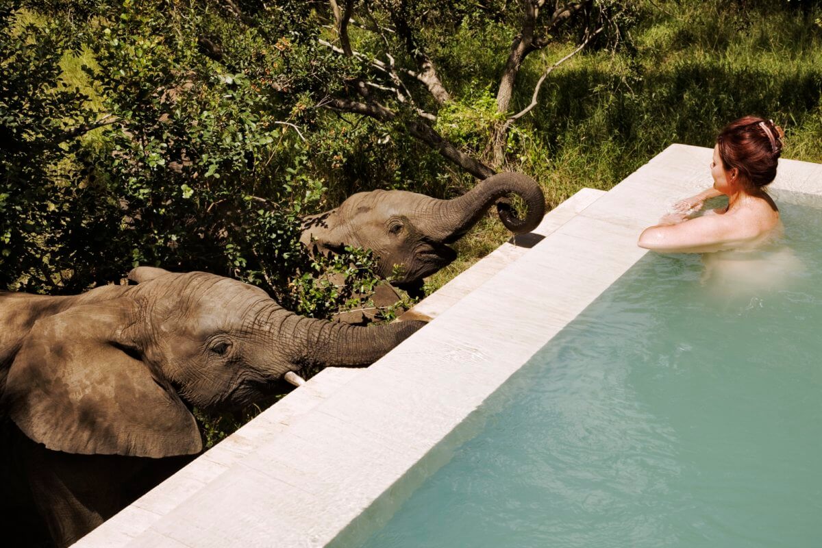 Elephants drinking from swimming pool at Royal Malewane