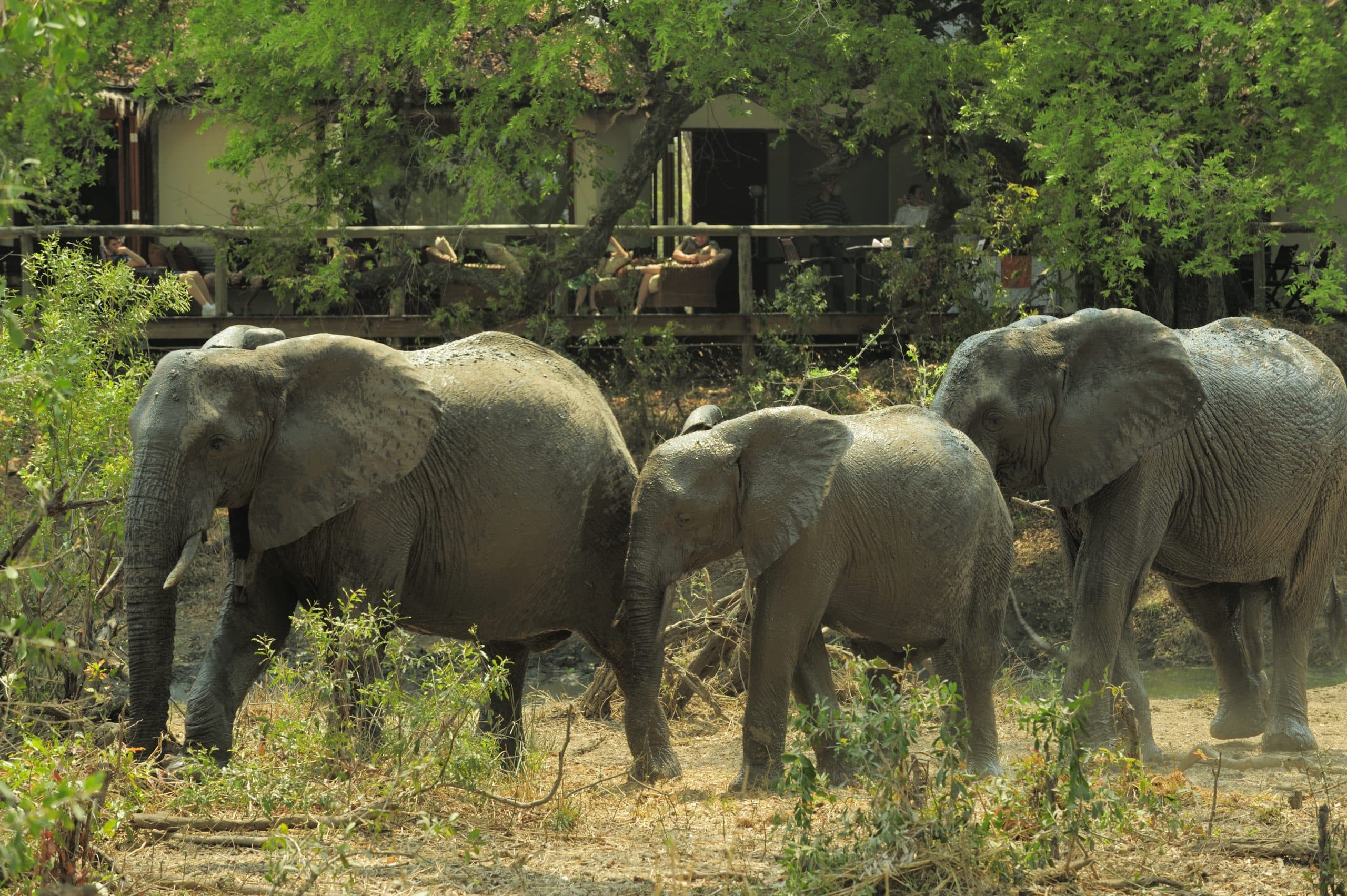Tintswalo Safari Camp elephants