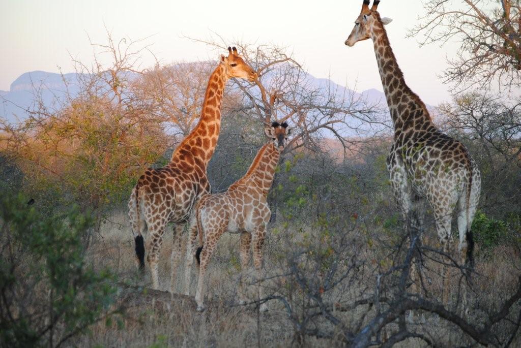 Giraffe against Drakensberg muntain, N'kaya