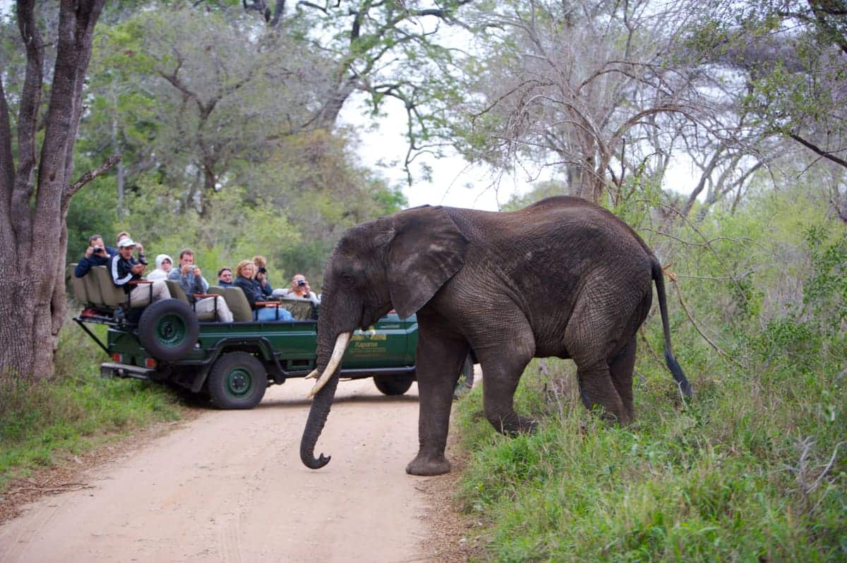 Elephant on drive at Kapama