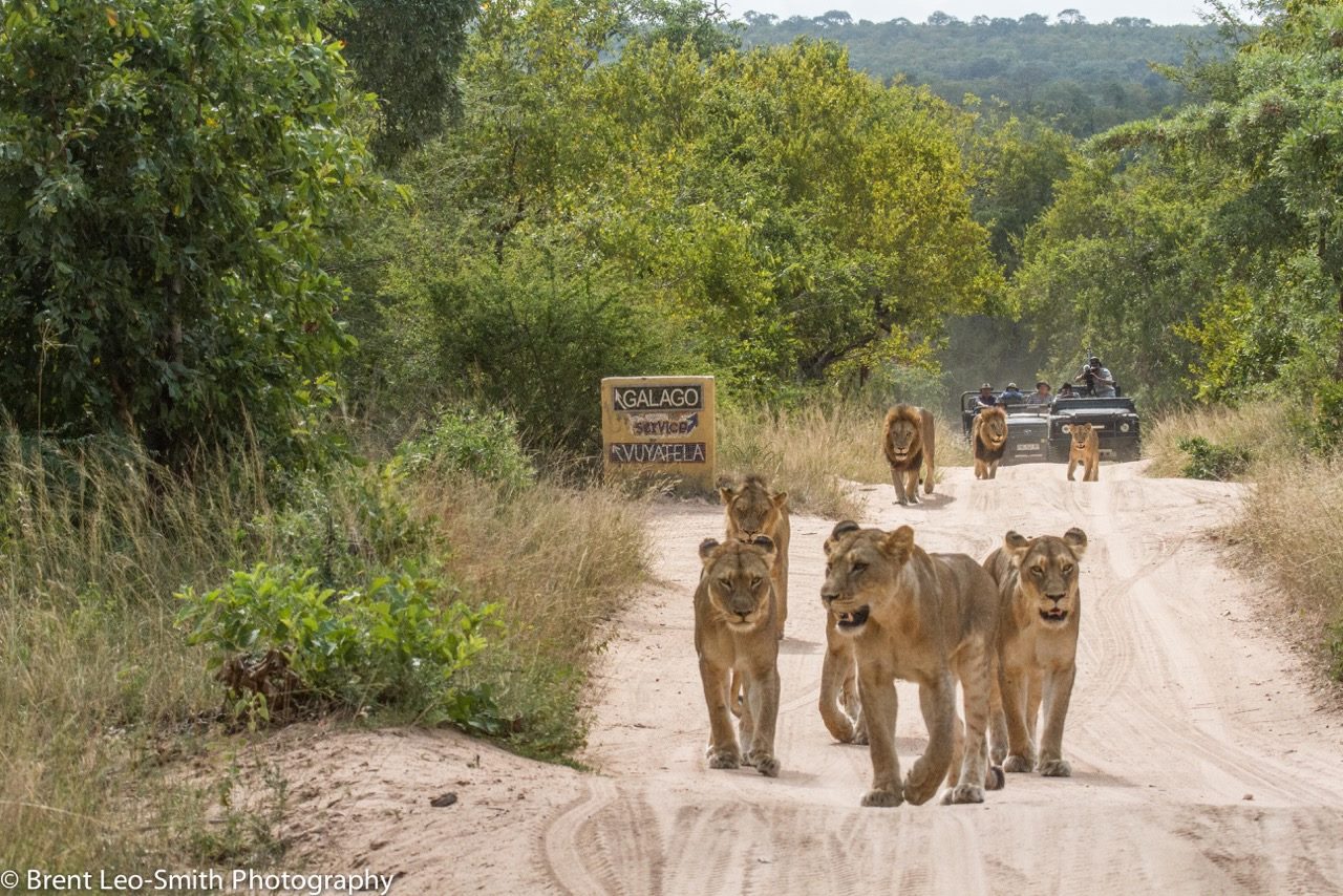Lions on Djuma-Vuyatela access, Brent Leo-Smith