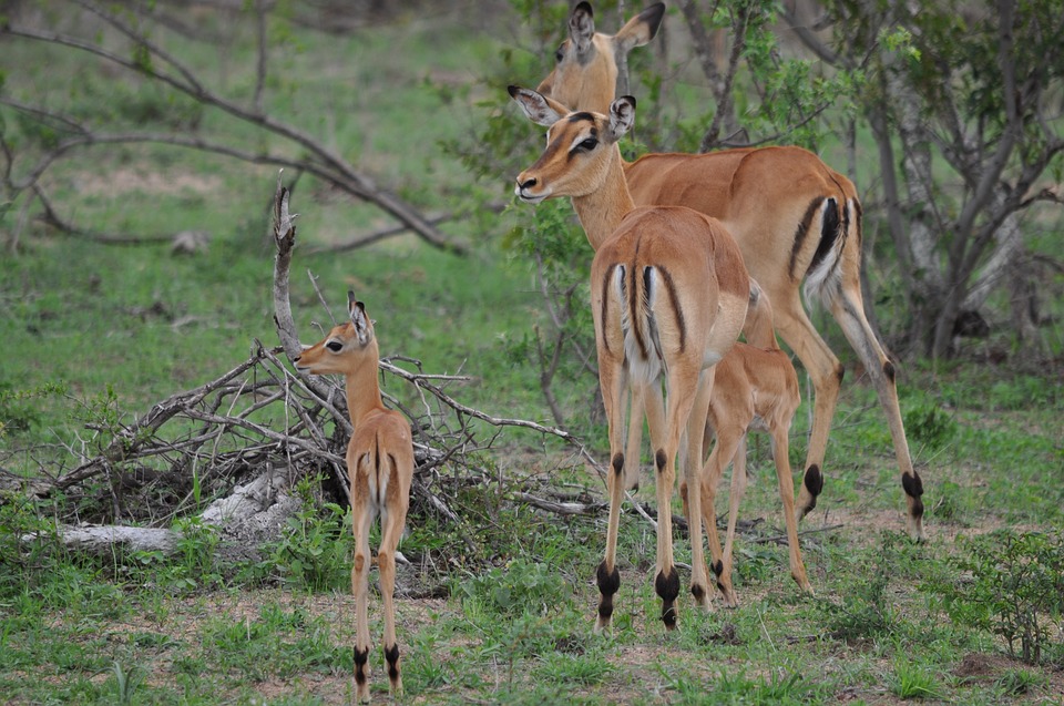 Kruger rains bring baby impala