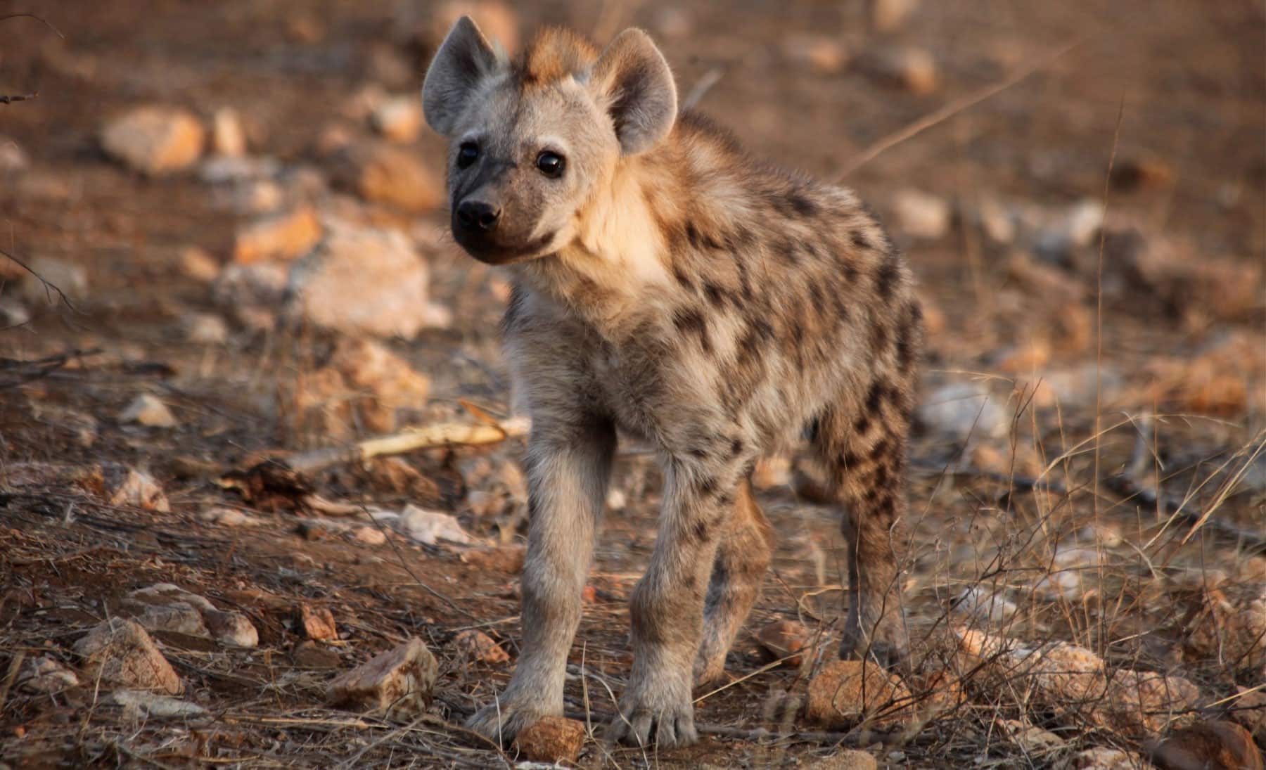 Hyena pup at Ivory Wilderness lodge