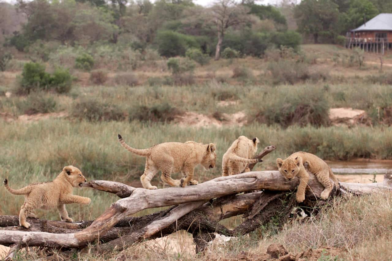 Lion cubs at MalaMala Main Camop